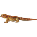 Bearded Dragon