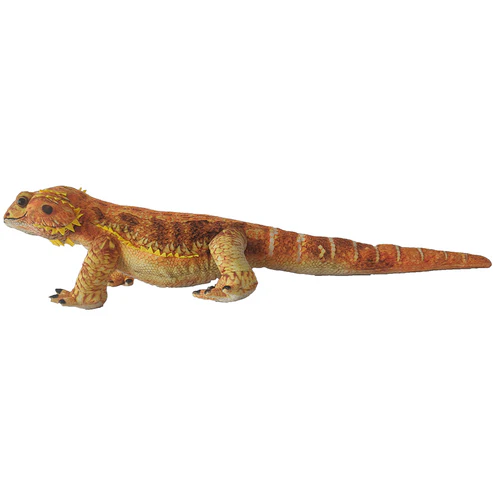 Bearded Dragon