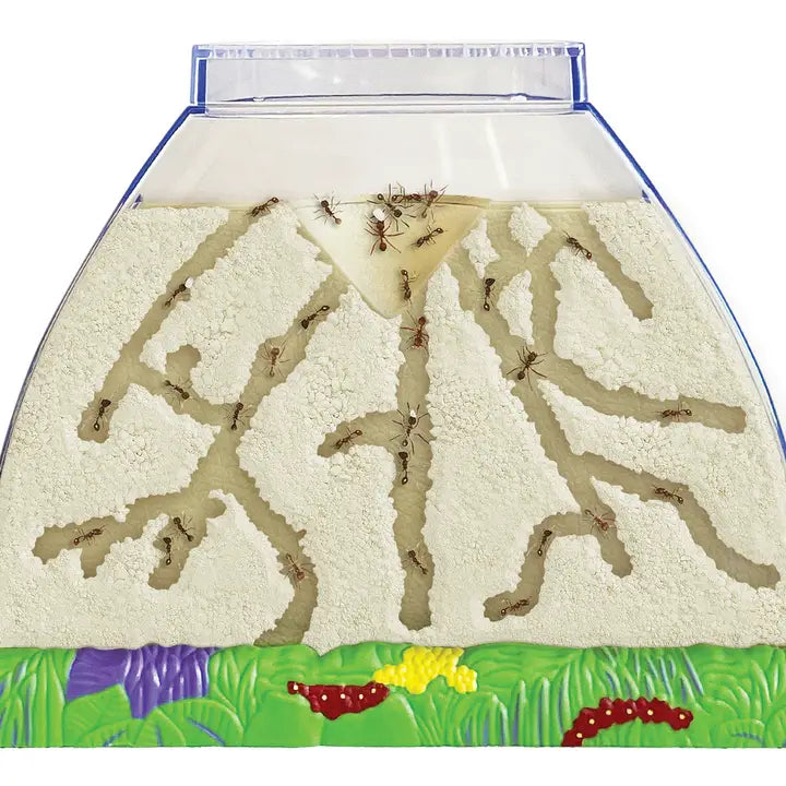 Ant Hill