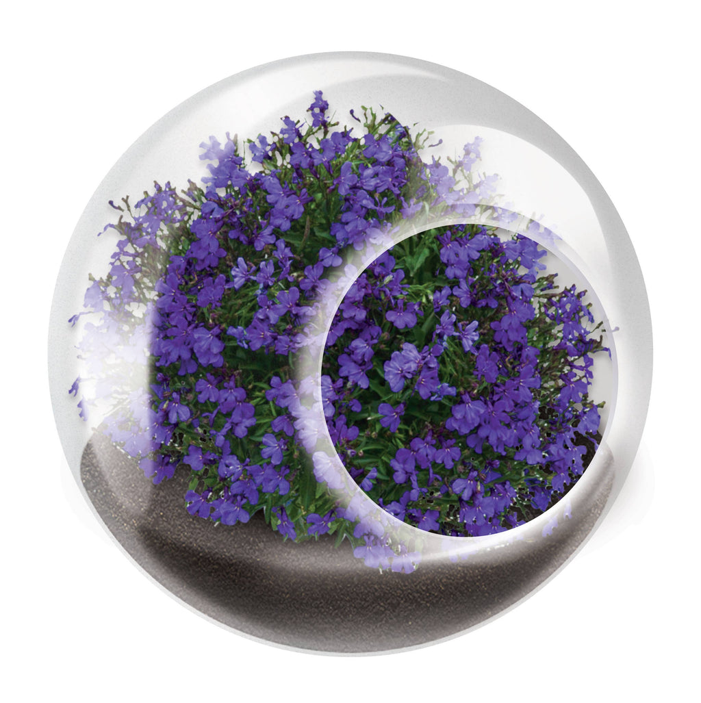 Tiny Terrariums Flowering with 6 Varieties