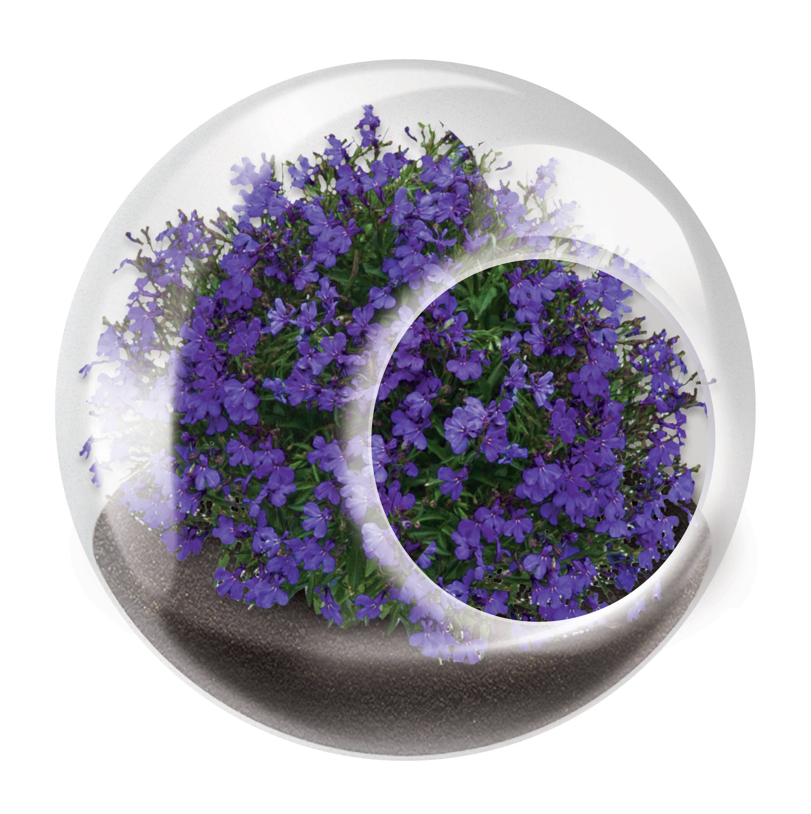 Tiny Terrariums Flowering with 6 Varieties