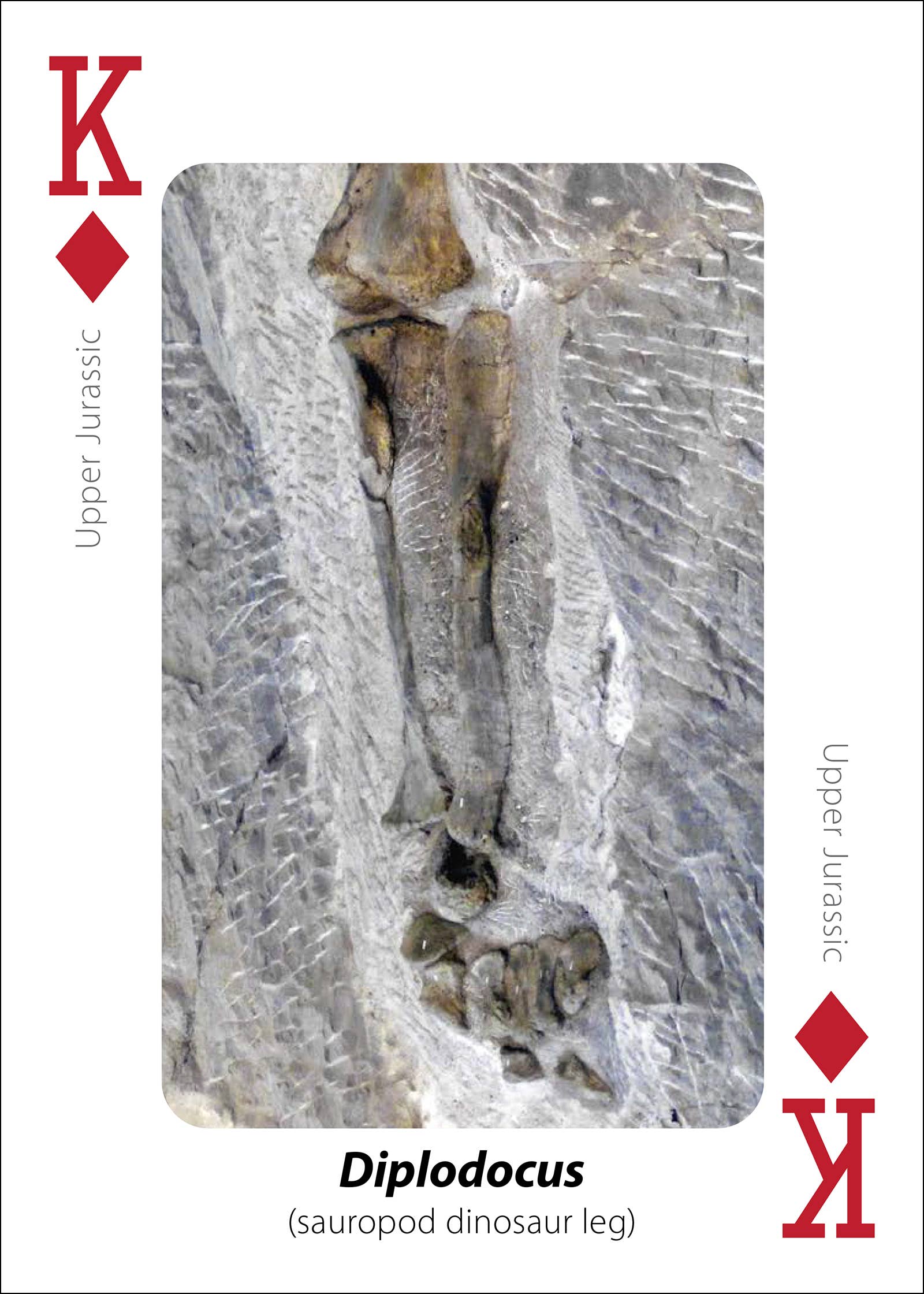 Fossils Playing Cards