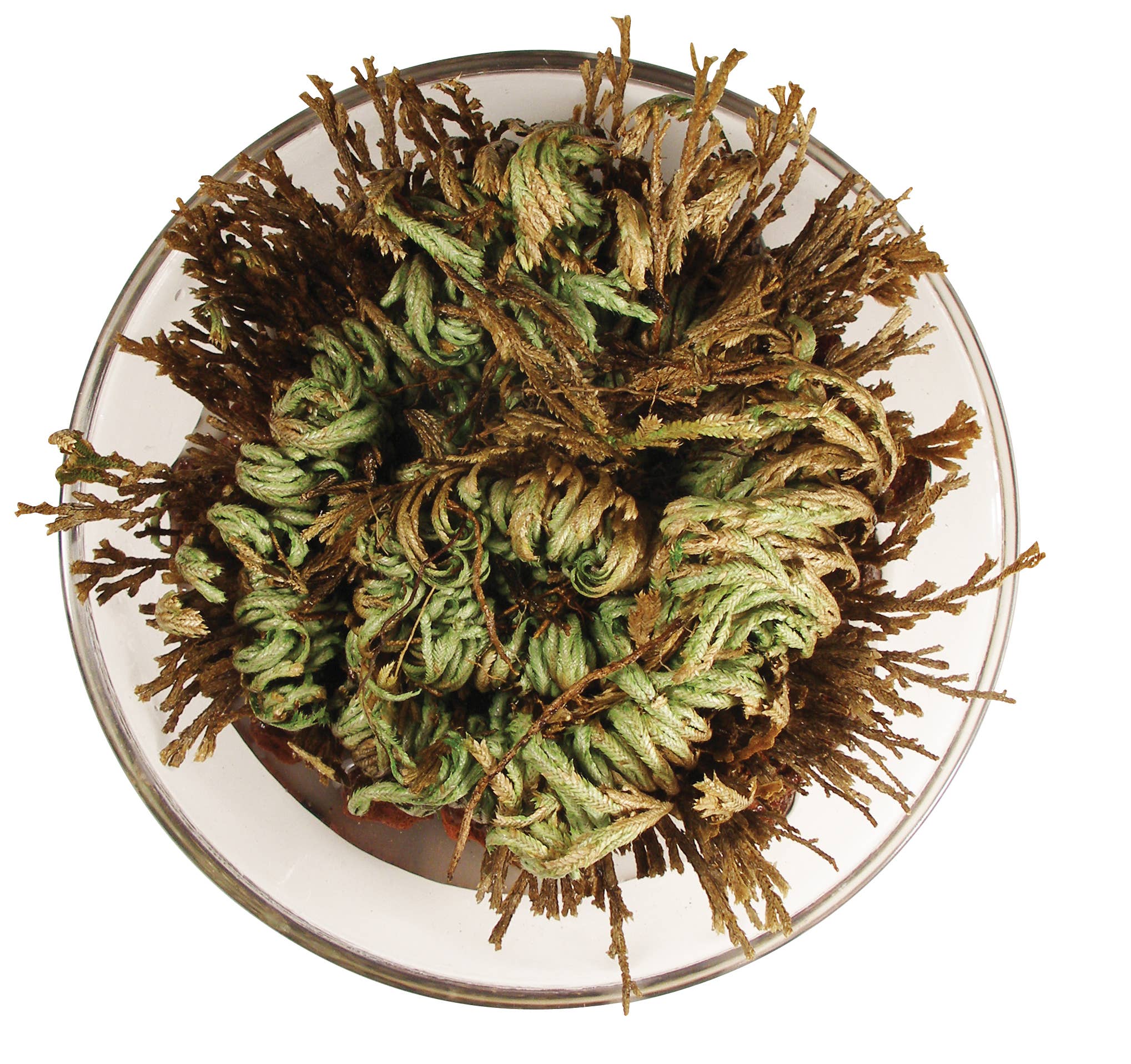 Dinosaur Plant- the Amazing Plant that Grows in Hours