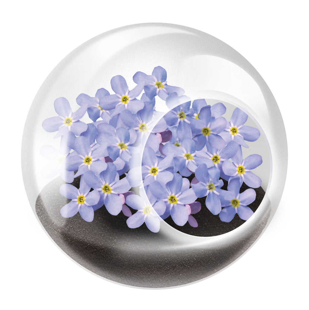 Tiny Terrariums Flowering with 6 Varieties