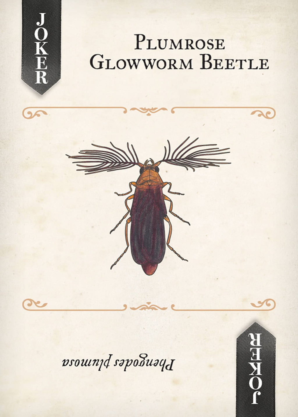 Beetles Playing Cards