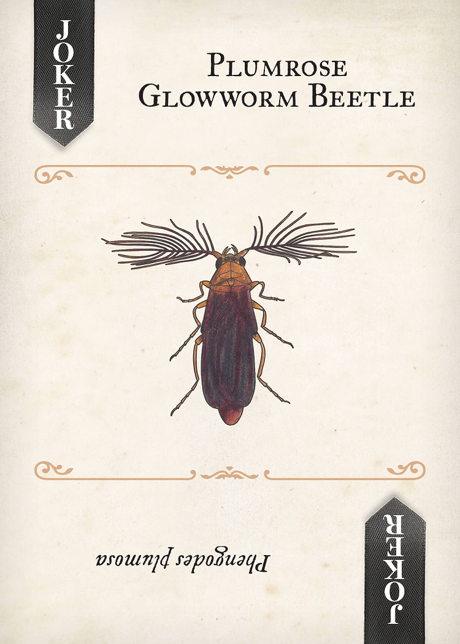 Beetles Playing Cards