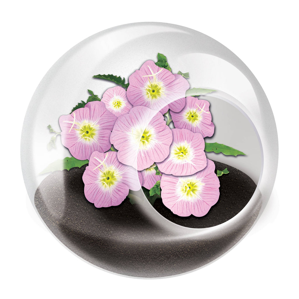 Tiny Terrariums Flowering with 6 Varieties