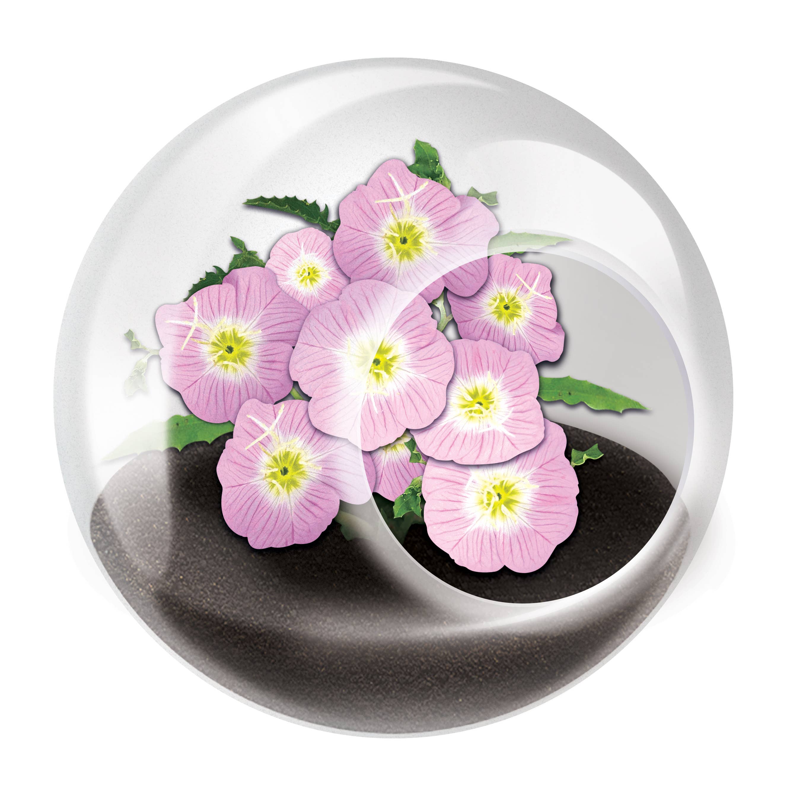 Tiny Terrariums Flowering with 6 Varieties
