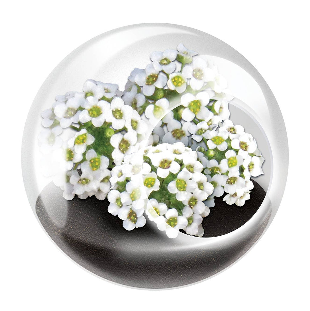 Tiny Terrariums Flowering with 6 Varieties