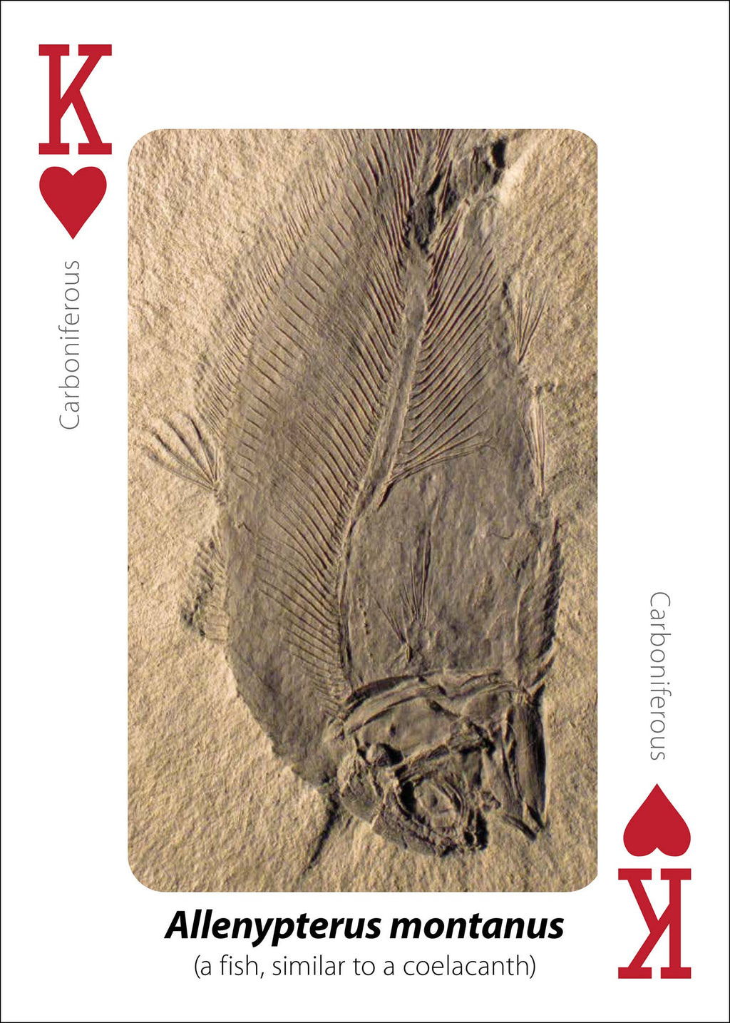 Fossils Playing Cards