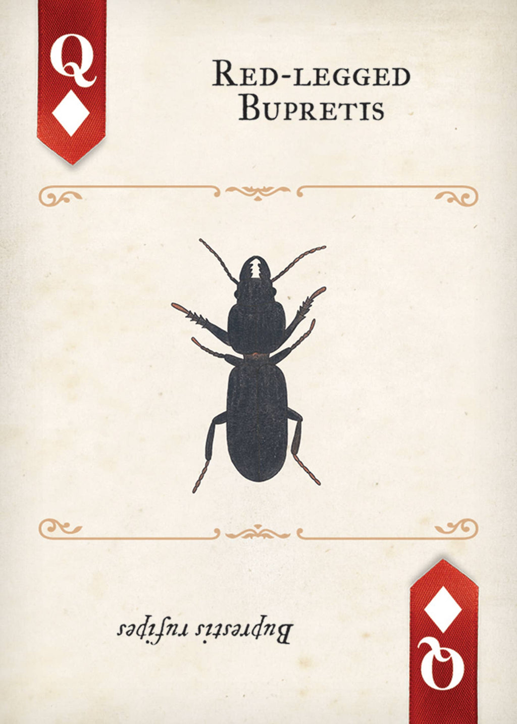Beetles Playing Cards