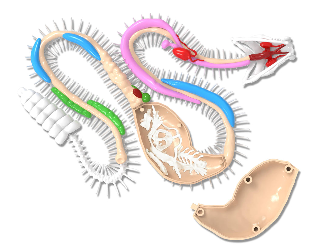 Dissect-It Rattlesnake Super Lab