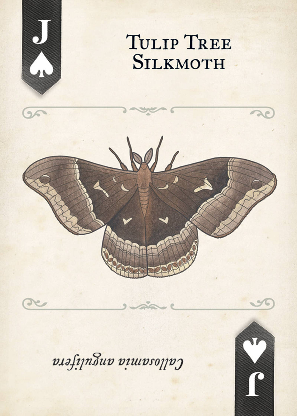Moths Playing Cards