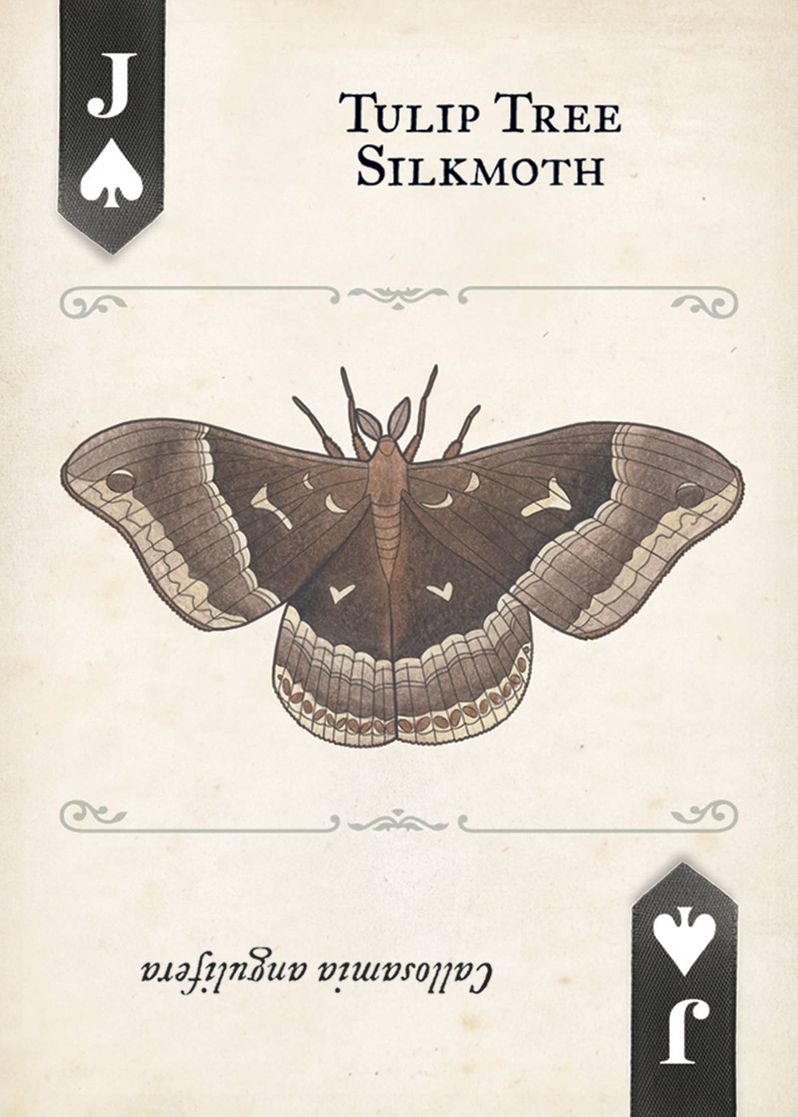 Moths Playing Cards