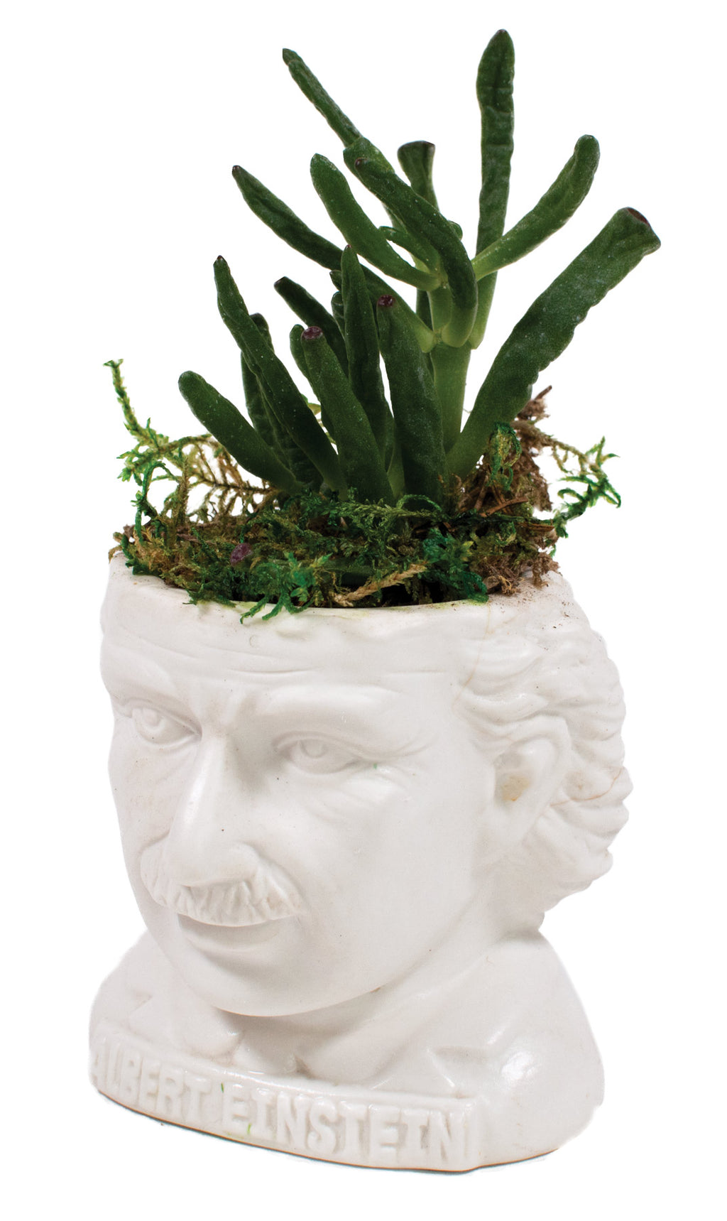 Albert Einstein Planter Bust