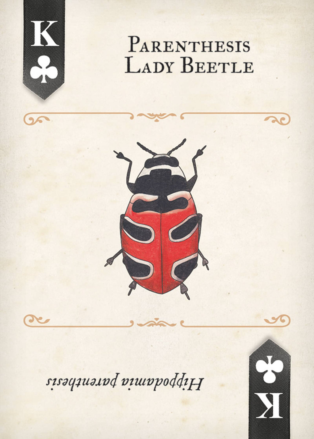 Beetles Playing Cards
