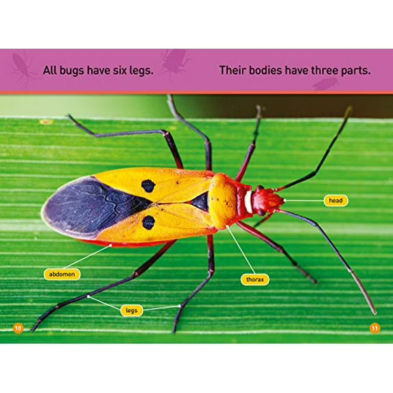 Bugs! - National Geographic Kids