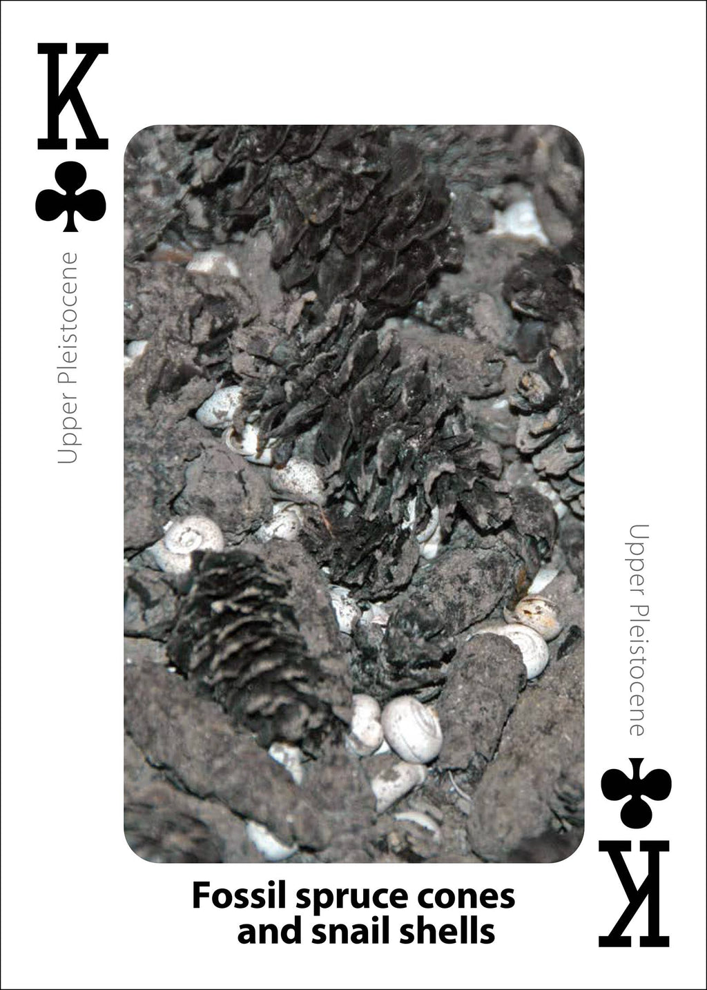 Fossils Playing Cards
