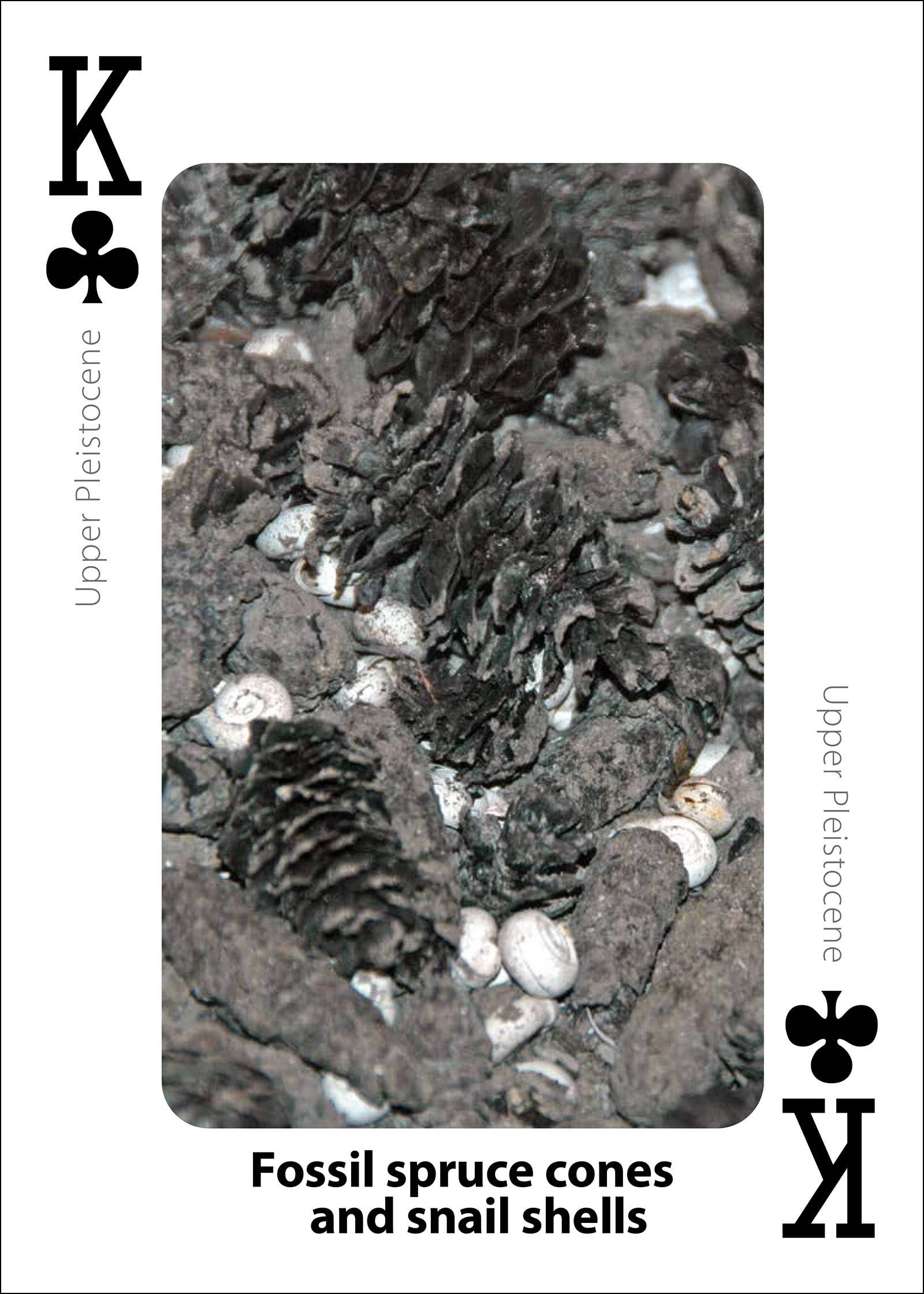 Fossils Playing Cards
