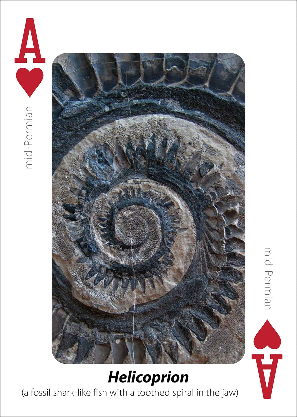 Fossils Playing Cards