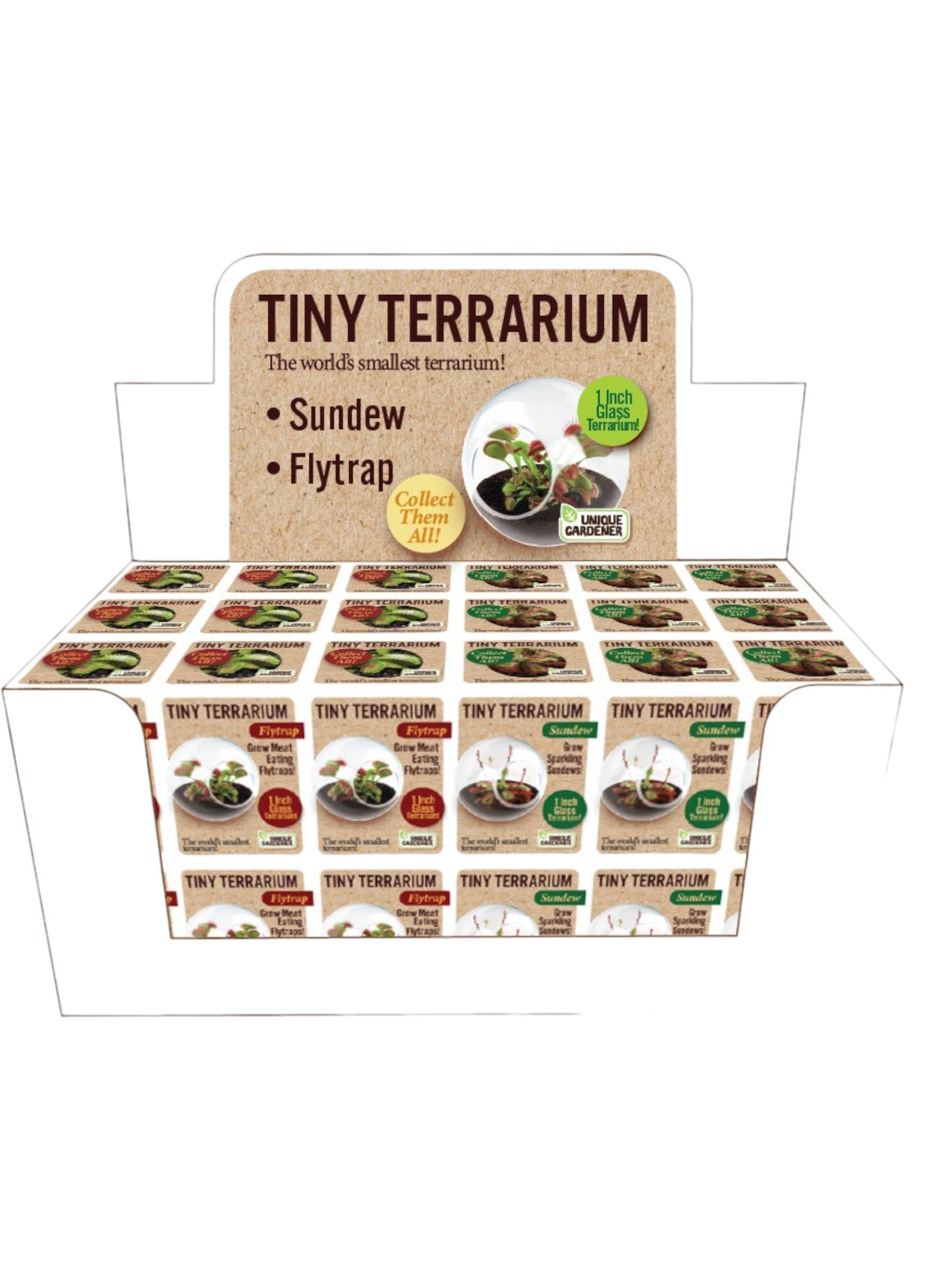 Tiny Terrarium Carnivorous Glass Terrarium