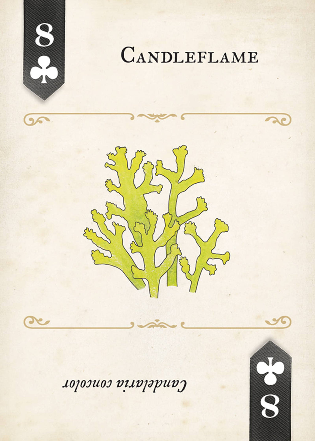 Fungi, Mushrooms & Lichens Playing Cards