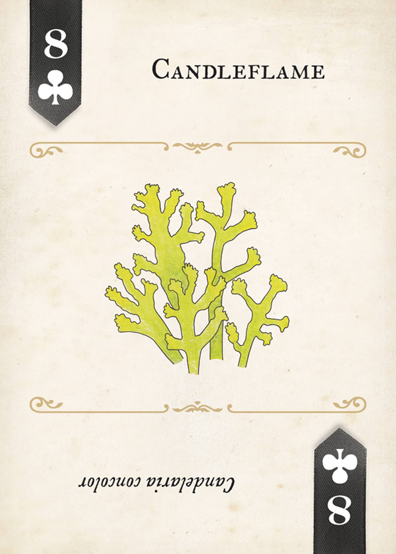 Fungi, Mushrooms & Lichens Playing Cards