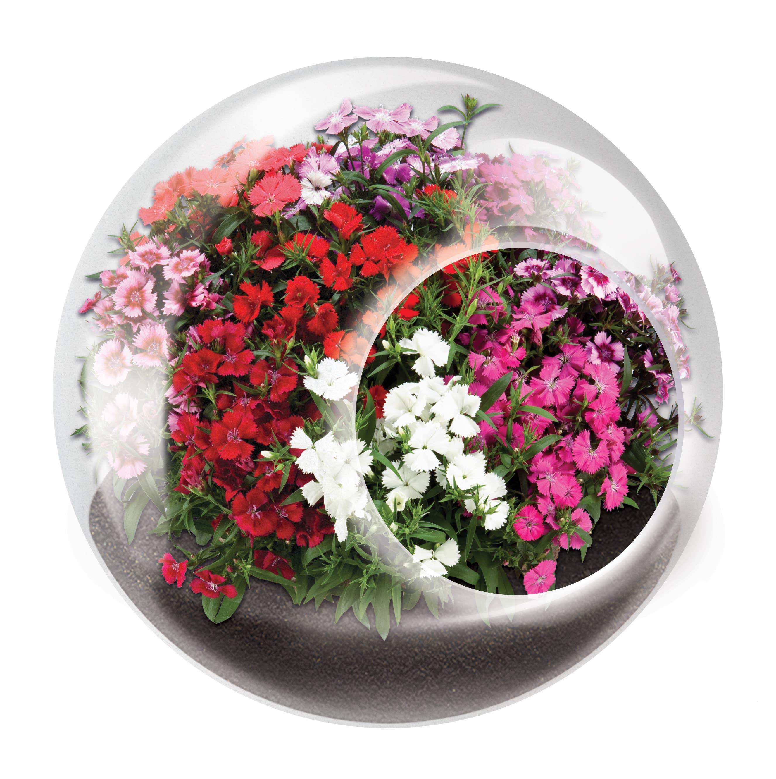 Tiny Terrariums Flowering with 6 Varieties