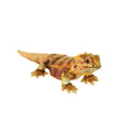 Bearded Dragon Plush