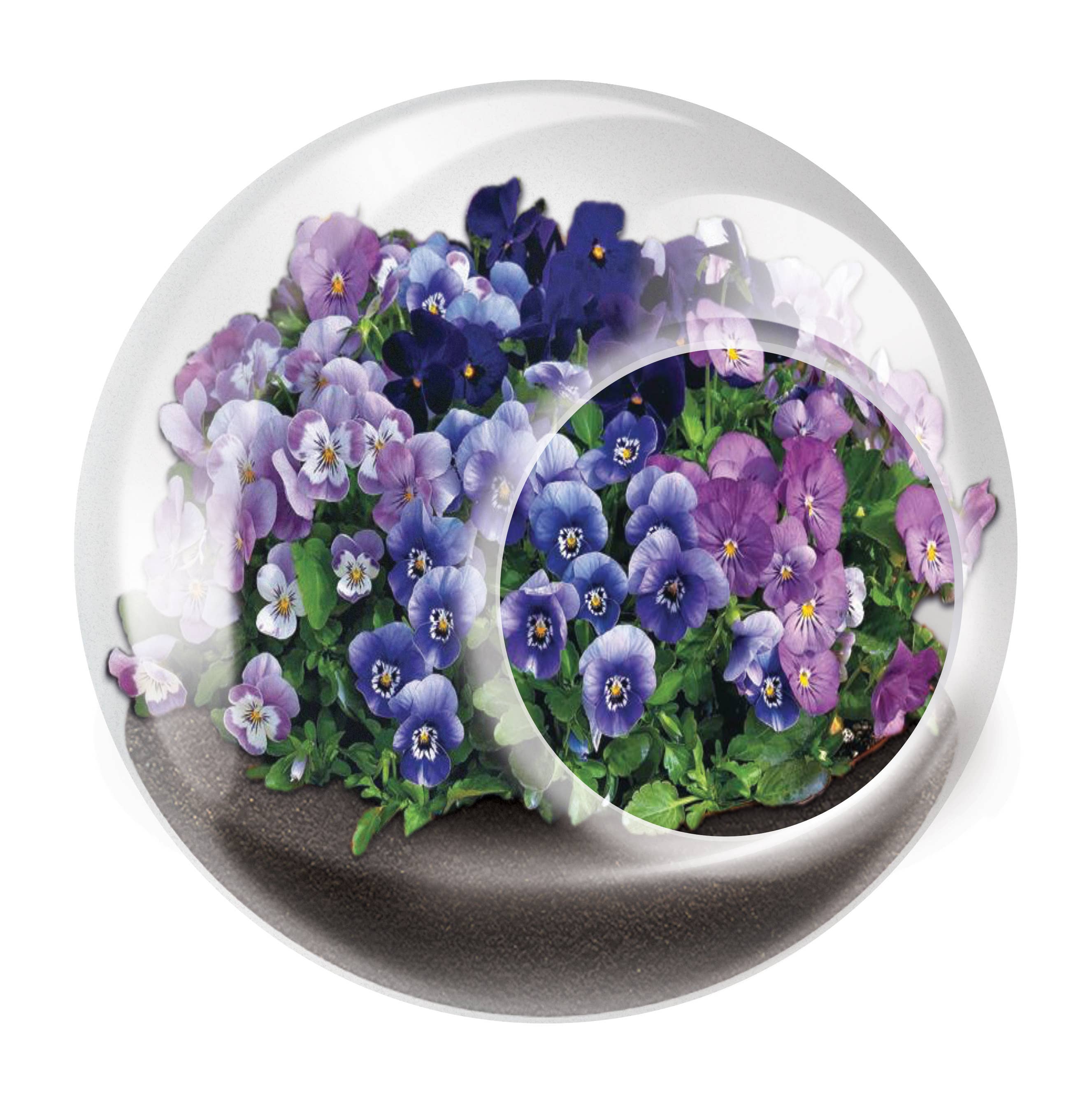 Tiny Terrariums Flowering with 6 Varieties