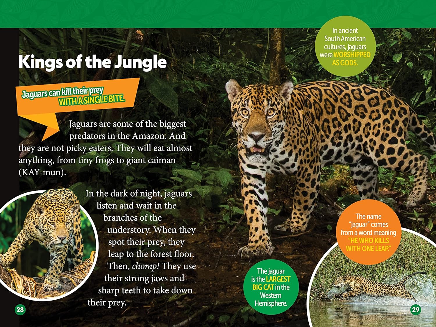 Amazon Animals - National Geographic Kids