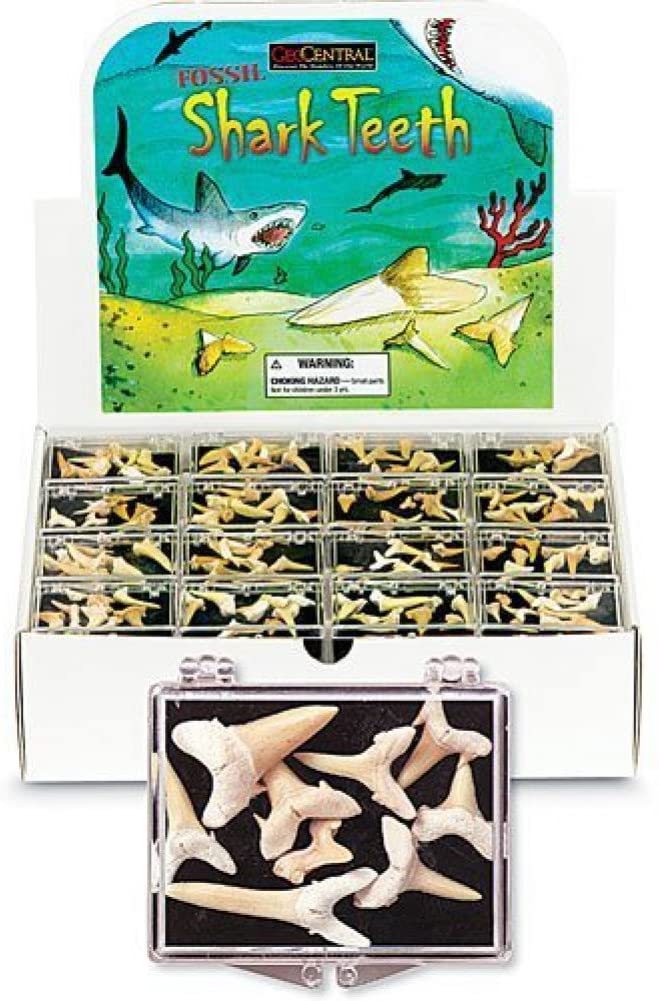 Box of Fossilized Shark Teeth