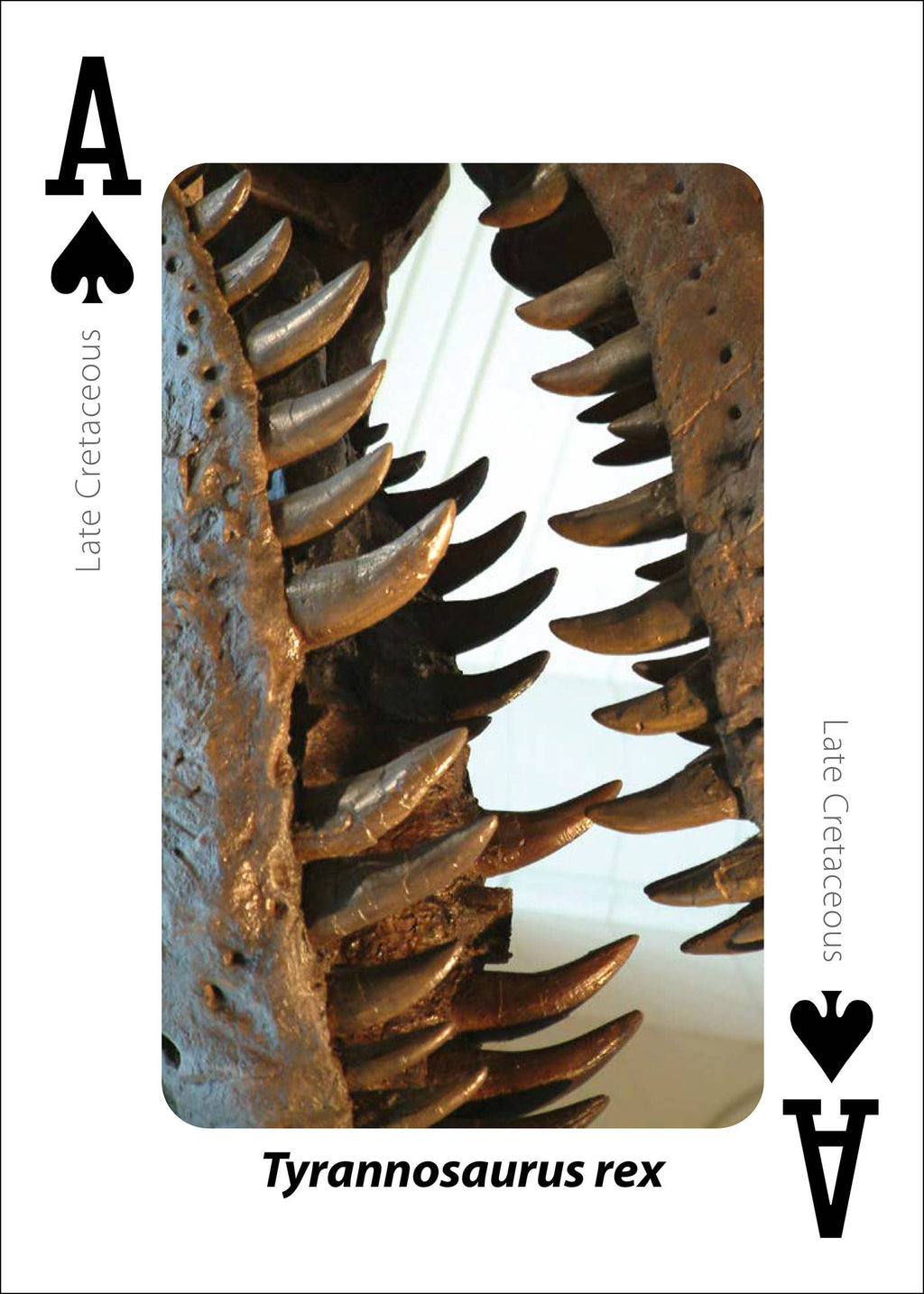 Fossils Playing Cards