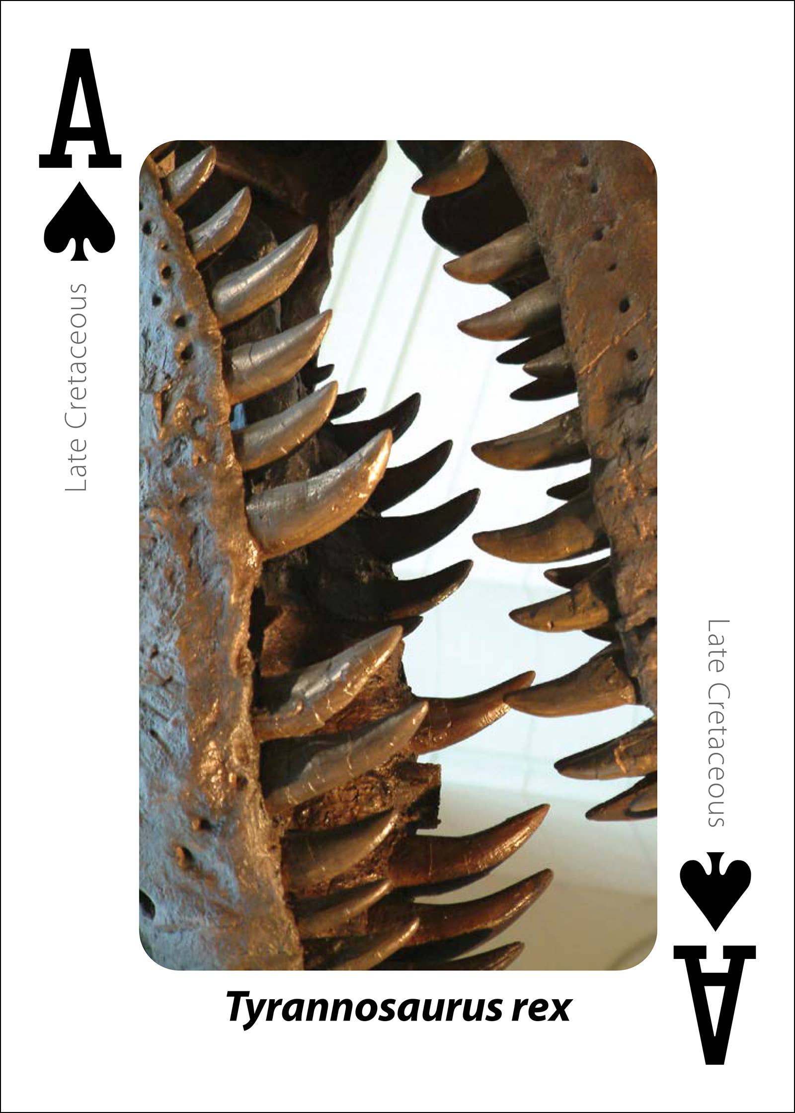 Fossils Playing Cards