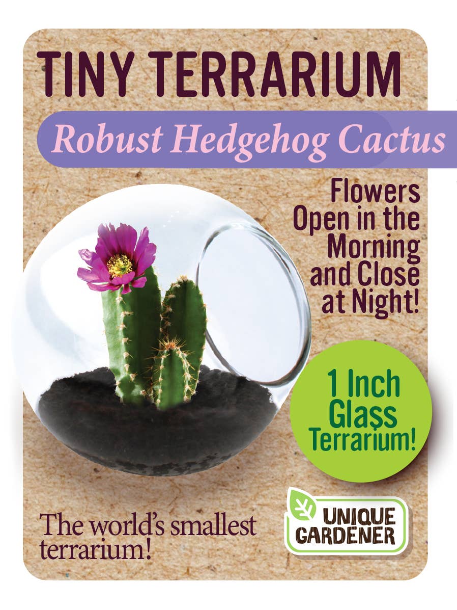 Tiny Terrarium - Robust Hedgehog Cactus