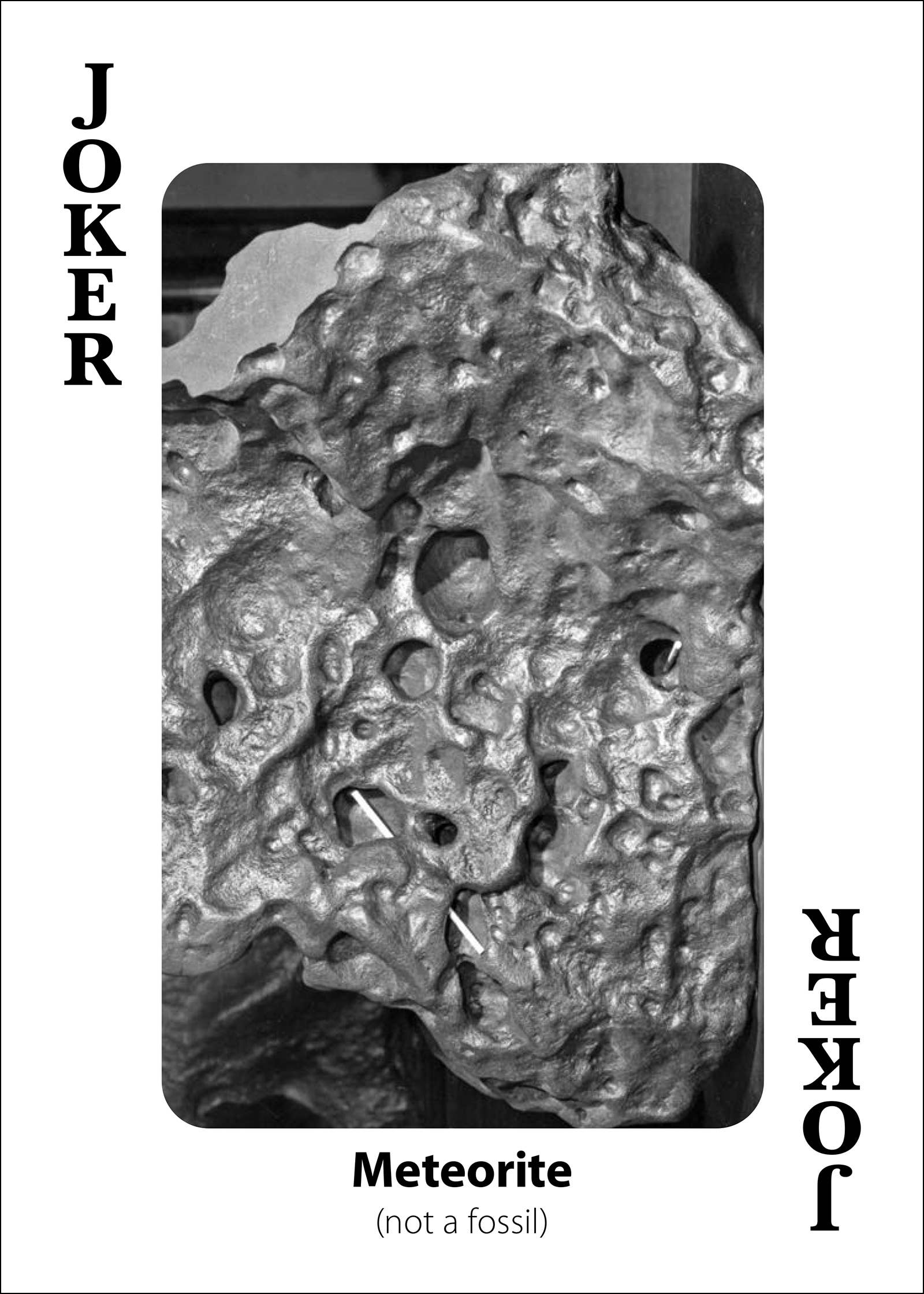 Fossils Playing Cards