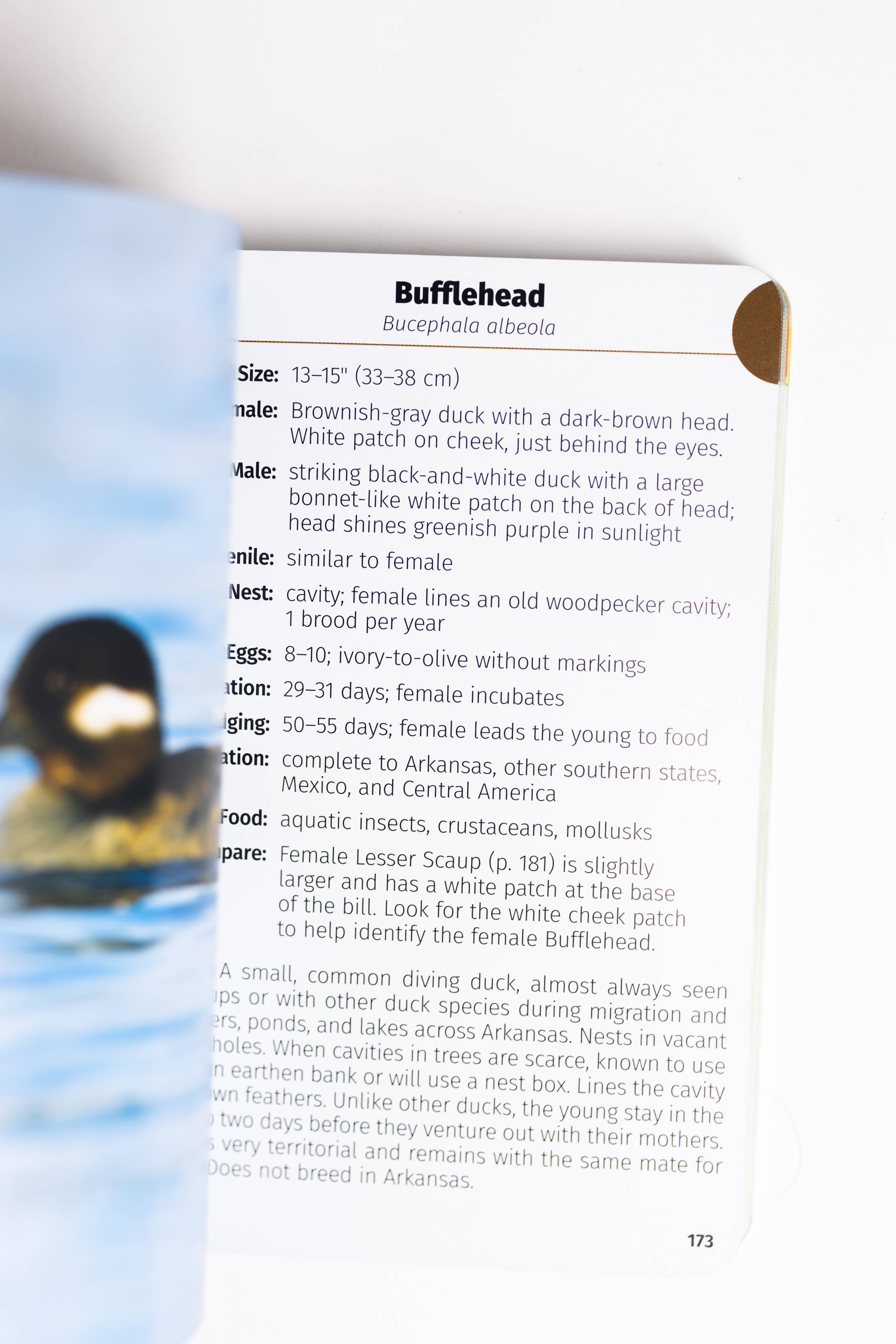 Birds of Arkansas Field Guide 2e