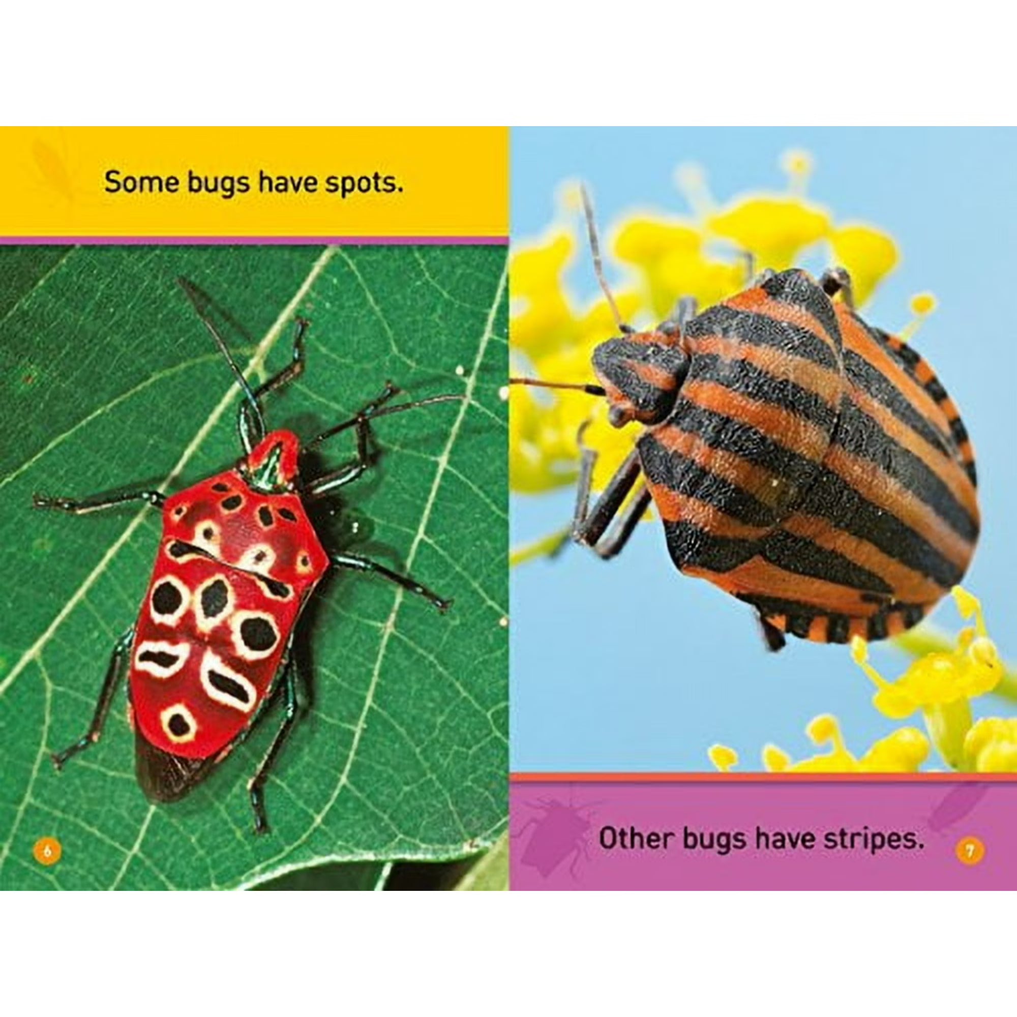Bugs! - National Geographic Kids