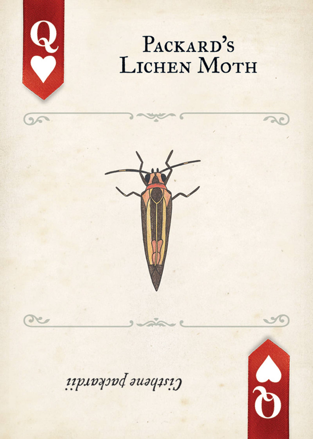 Moths Playing Cards