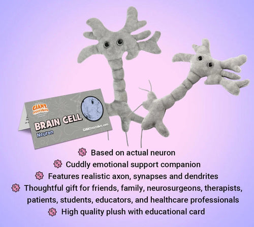 Brain Cell (Neuron)