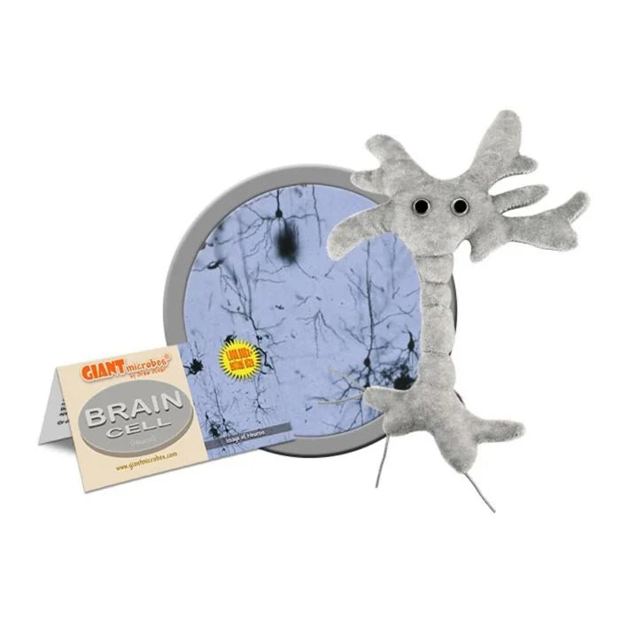 Brain Cell (Neuron)
