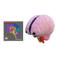 Brain Model
