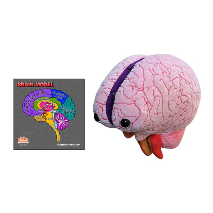 Brain Model