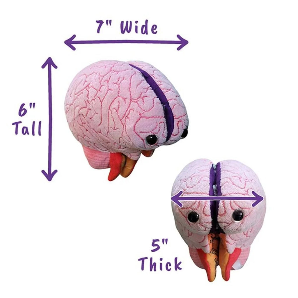 Brain Model