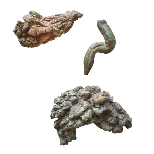 Coprolite Fossil