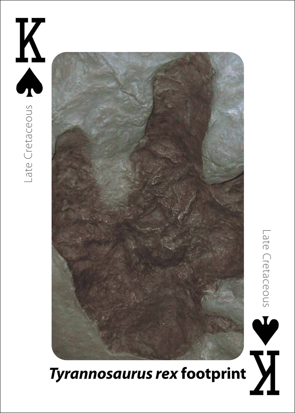 Fossils Playing Cards