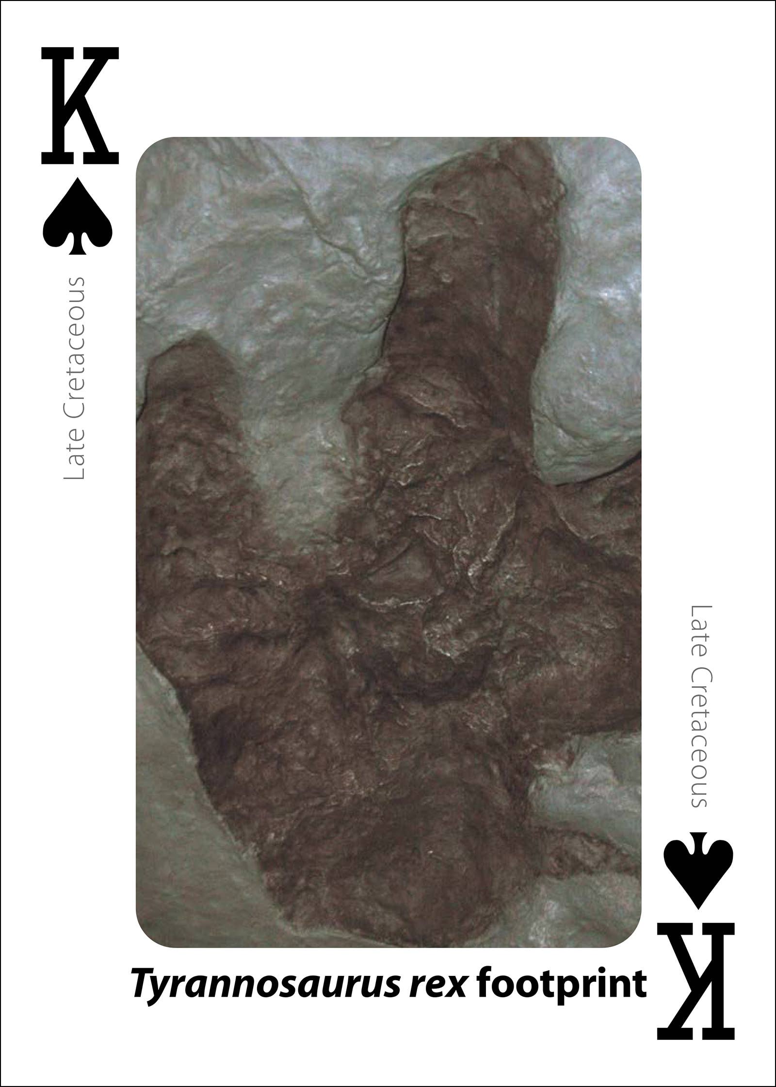 Fossils Playing Cards