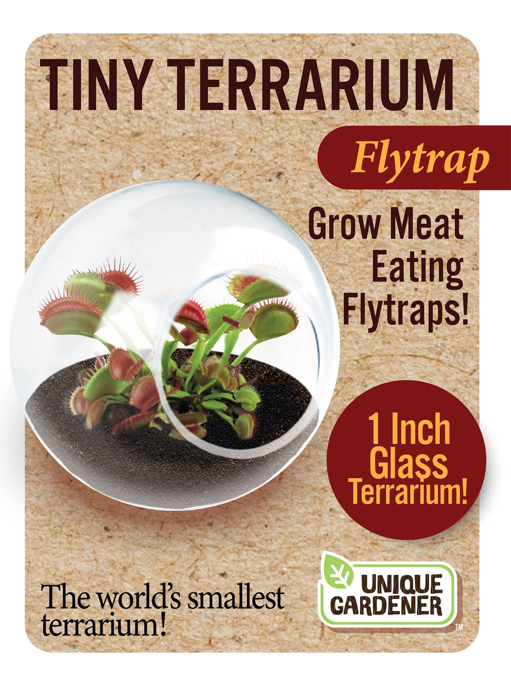 Tiny Terrarium Carnivorous Glass Terrarium