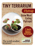 Tiny Terrarium Carnivorous Glass Terrarium