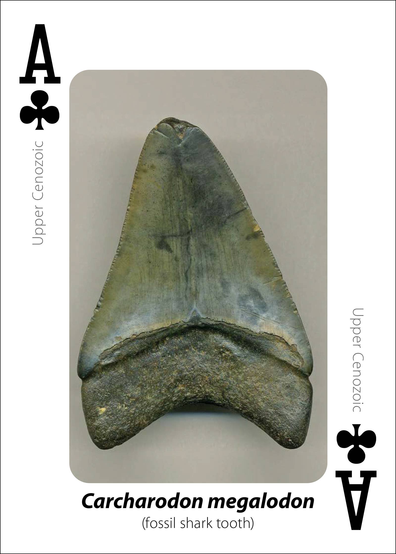 Fossils Playing Cards
